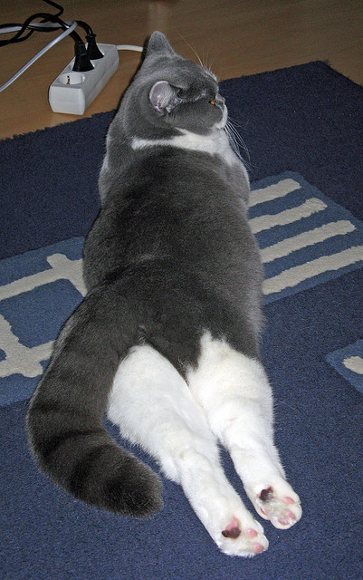 奇才抢下关键篮板终结对方反扑希望，奇才战胜篮网