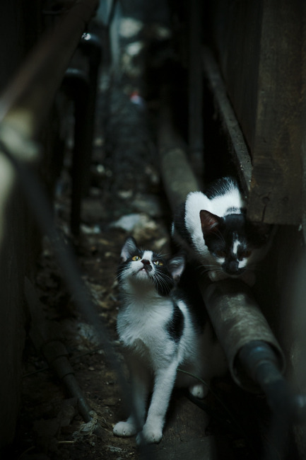 阿根廷美洲雄鹰队挑战南非与新西兰,期待更多精彩表现,阿根廷外号雄鹰